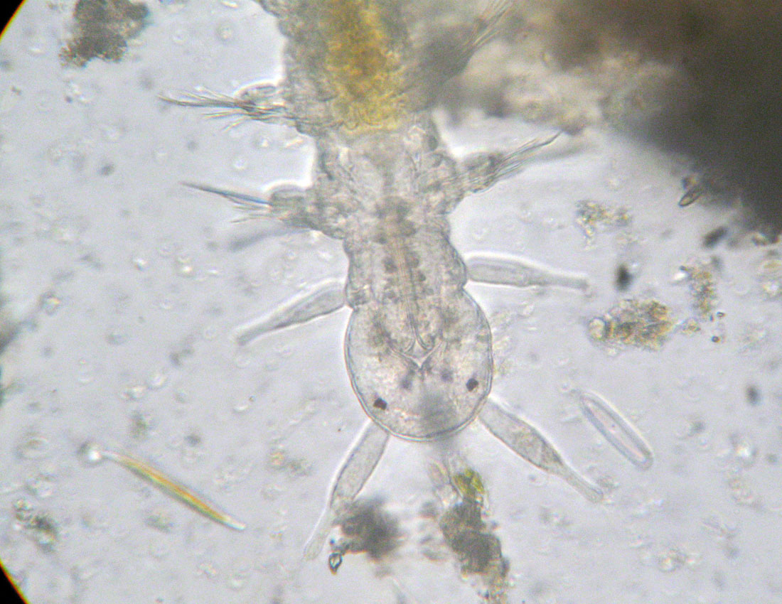 Anellidi policheti quasi microscopici